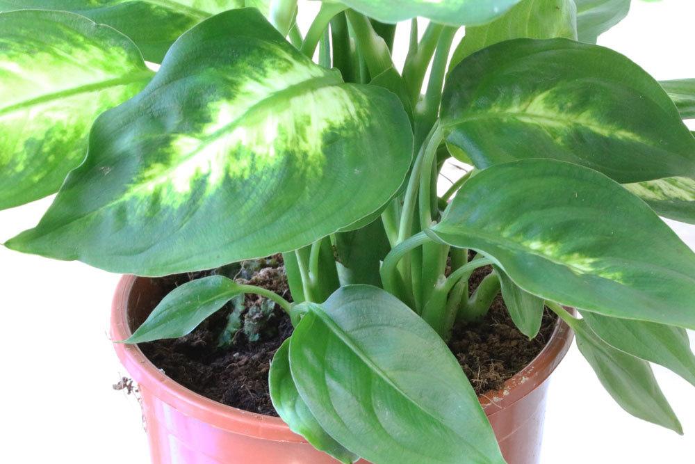 Dieffenbachia enthält toxische Stoffe