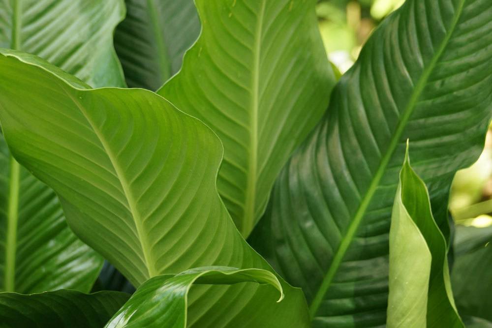 Einblatt, Spathiphyllum enthält toxische Oxalsäure