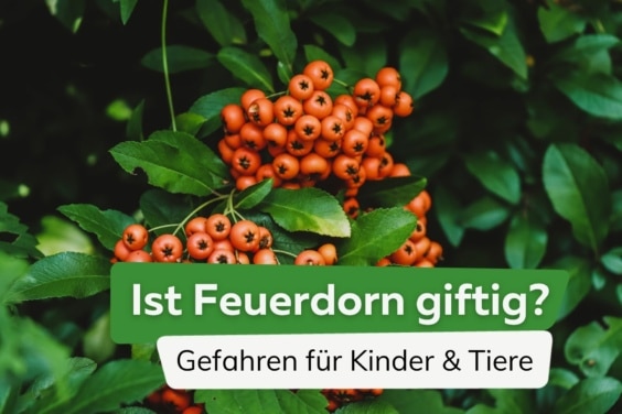 Ist Feuerdorn giftig? Infos zu Gefahren für Kinder und Tiere