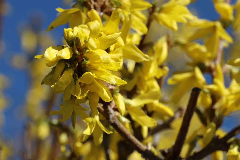 Forsythie kann Vergiftungserscheinungen auslösen