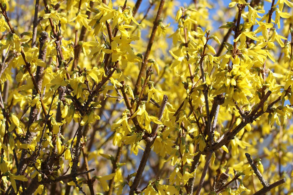 Forsythie ist geringfügig giftig