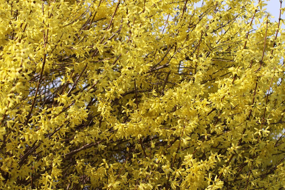 Forsythie mit vielen gelben Blüten