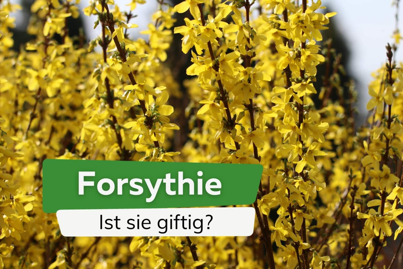 Wie Schreibt Man Forsythie