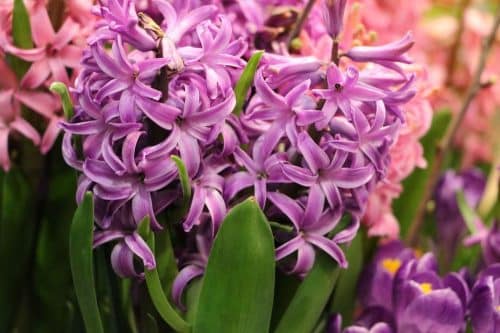 Hyazinthe, Hyacinthus