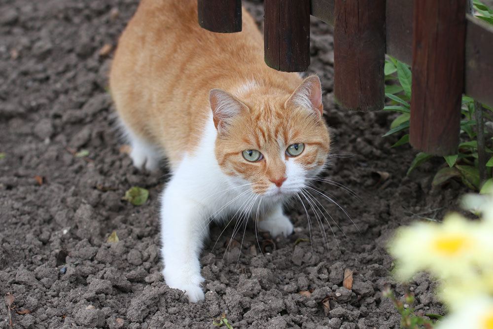 Ligusterhecken sind sehr gefährlich für Katzen