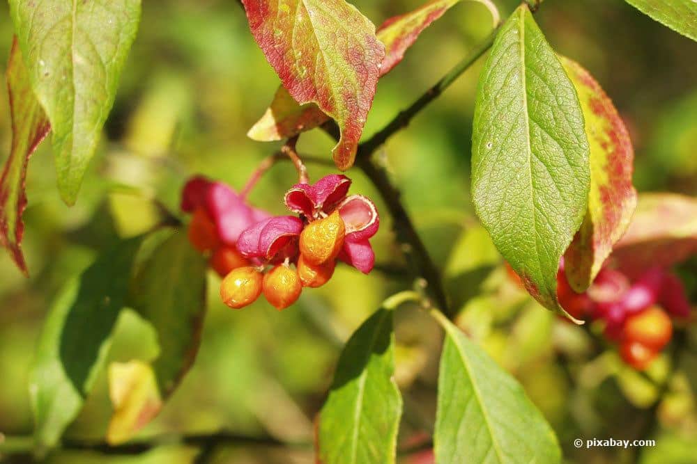 Pfaffenhütchen mit geöffneten Blüten