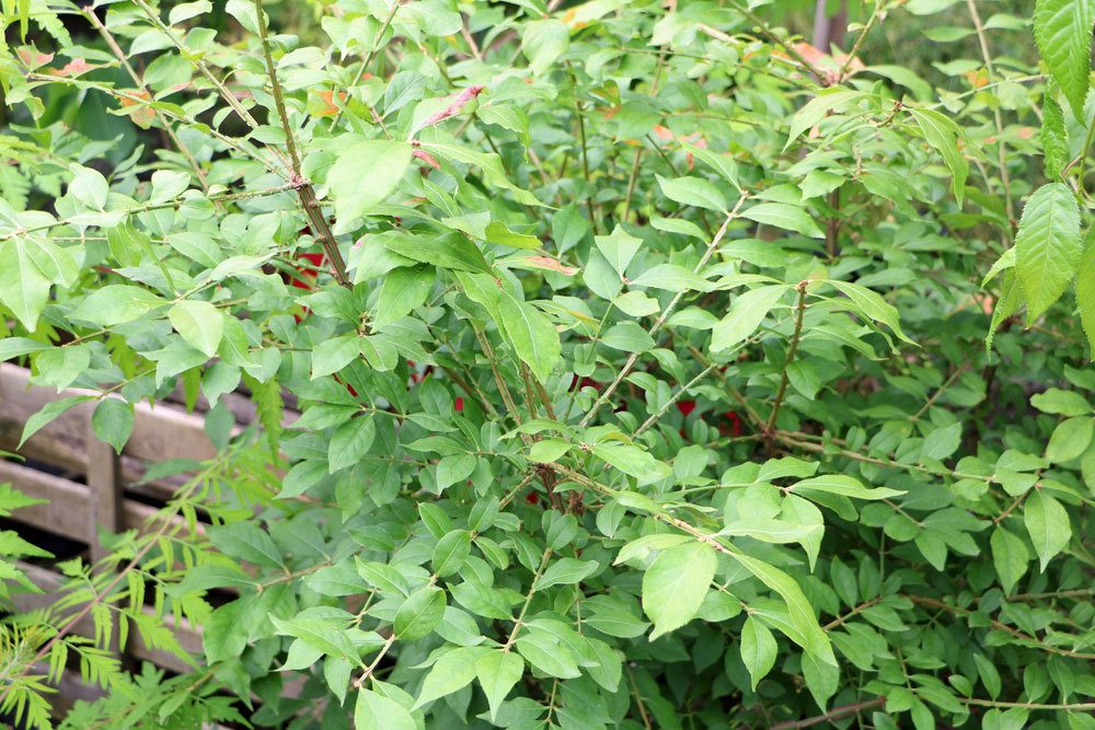 Spindelstrauch, Pfaffenhütchen, Euonymus europaeus