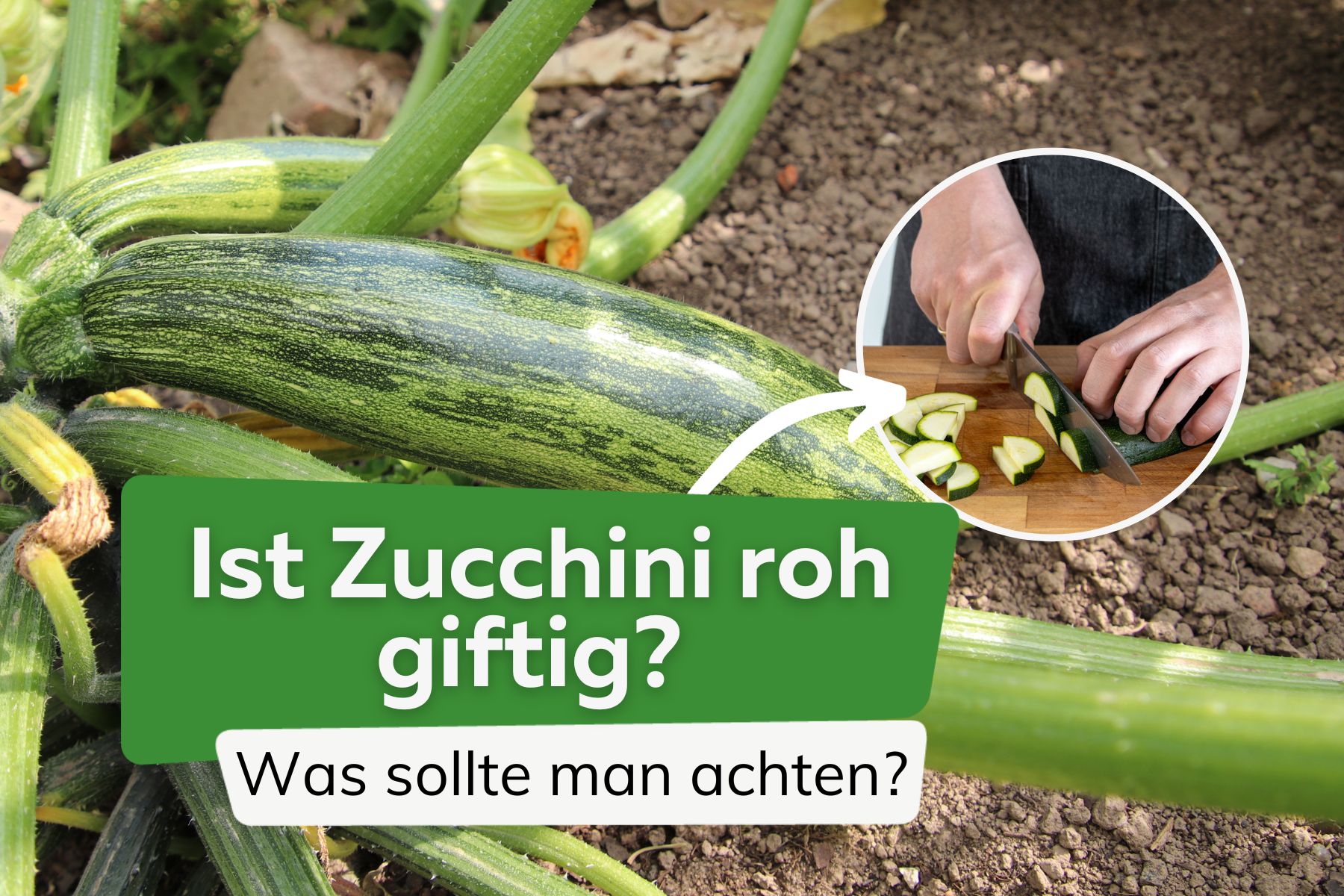 Ist Zucchini roh giftig? Worauf sollte man achten?