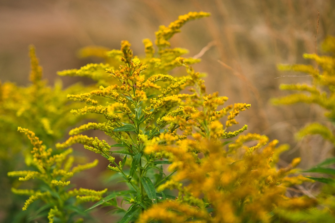 Kanadische Goldrute (Solidago canadensis)