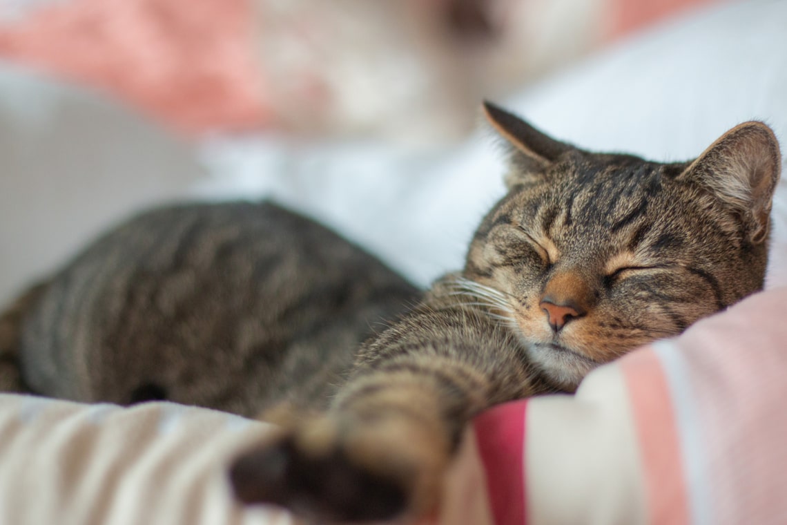 Katze im Bett