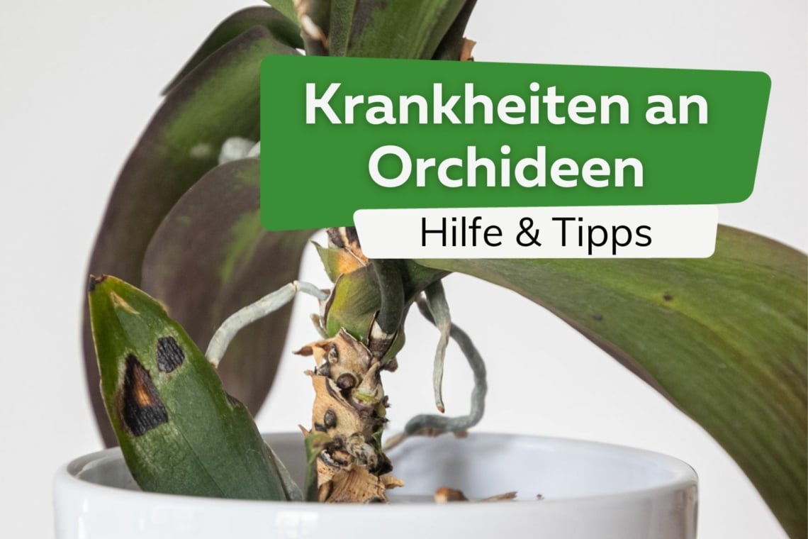 Krankheiten an Orchideen von A-Z mit Bildern - Hilfe und Tipps