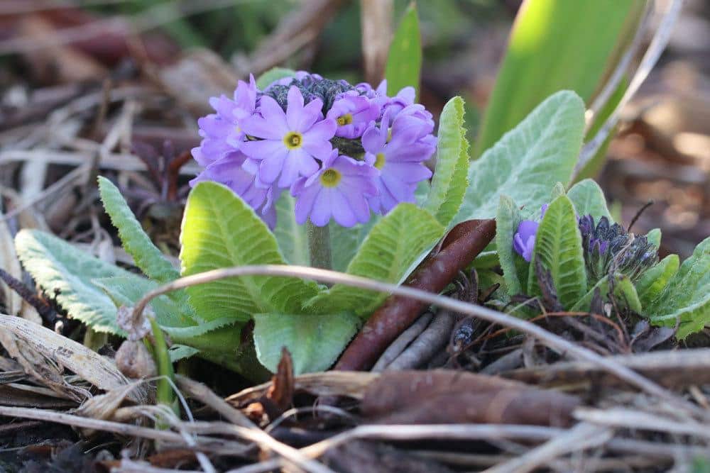 Primula denticulata blüht von März bis Mai