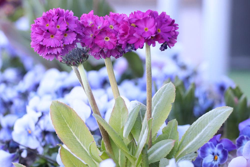 Primula denticulata mit violetter Blütenfarbe