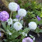 Kugel-Primel, Primula denticulata richtig pflegen