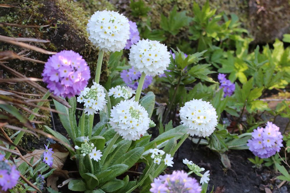 Kugel-Primel, Primula denticulata richtig pflegen