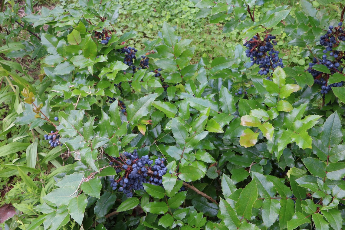 Mahonie (Mahonia aquifolium) mit blauen Beeren