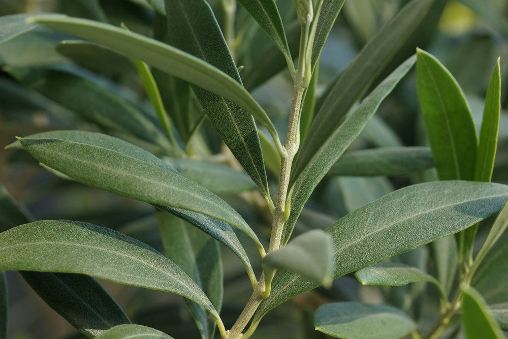 Olea europaea braucht einen sandig-lehmigen Boden