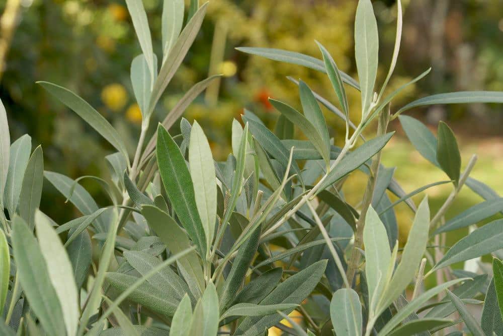 Olea europaea stammt aus dem Mittelmeerraum