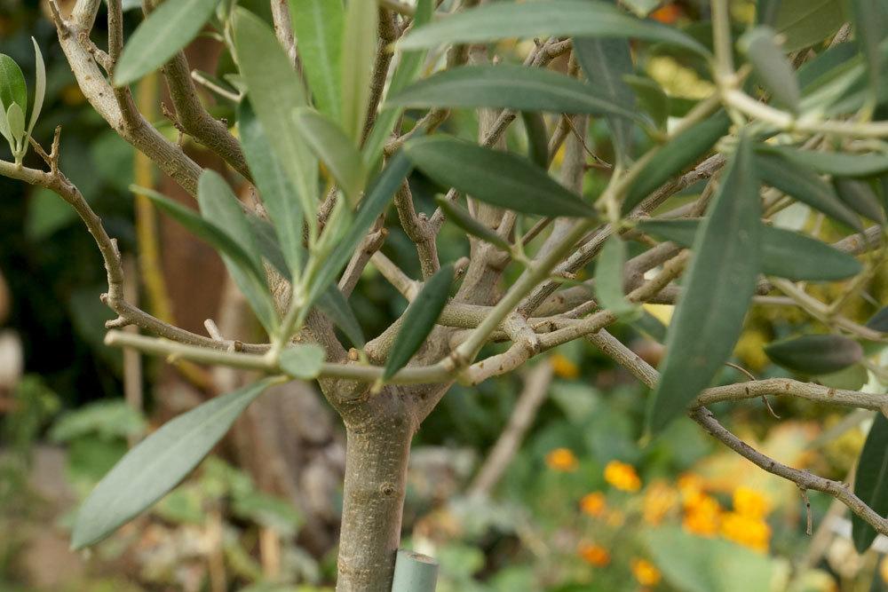 Olea europaea