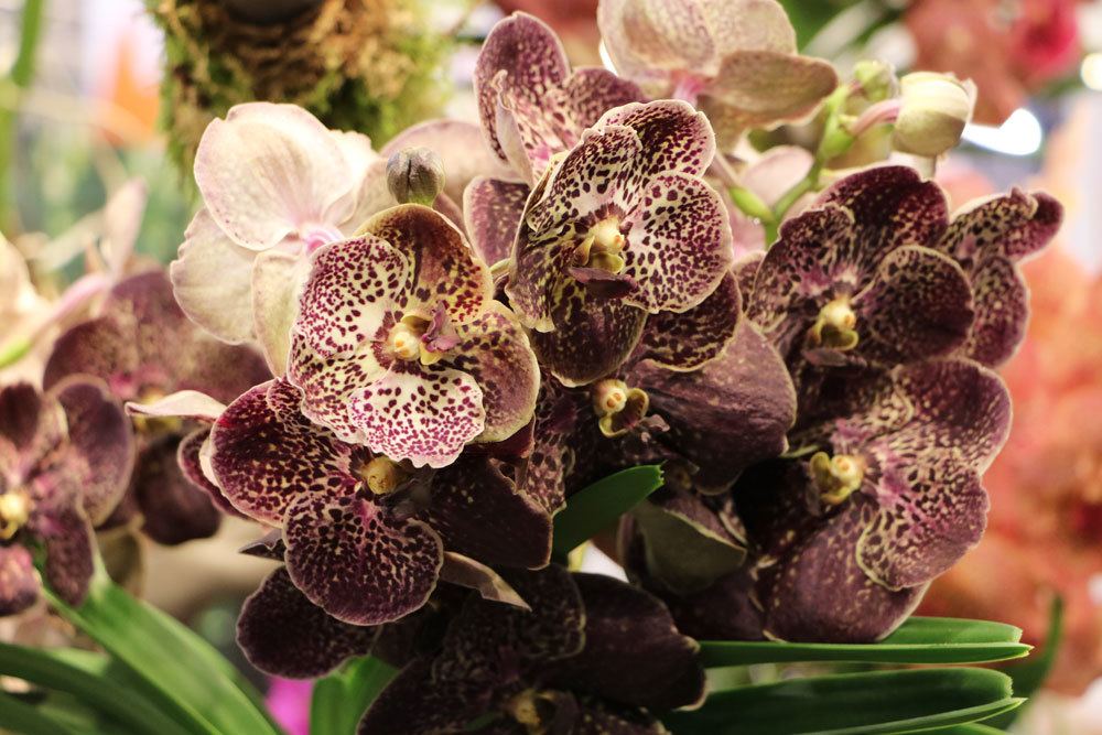 Orchideen mit Naturdünger versorgen