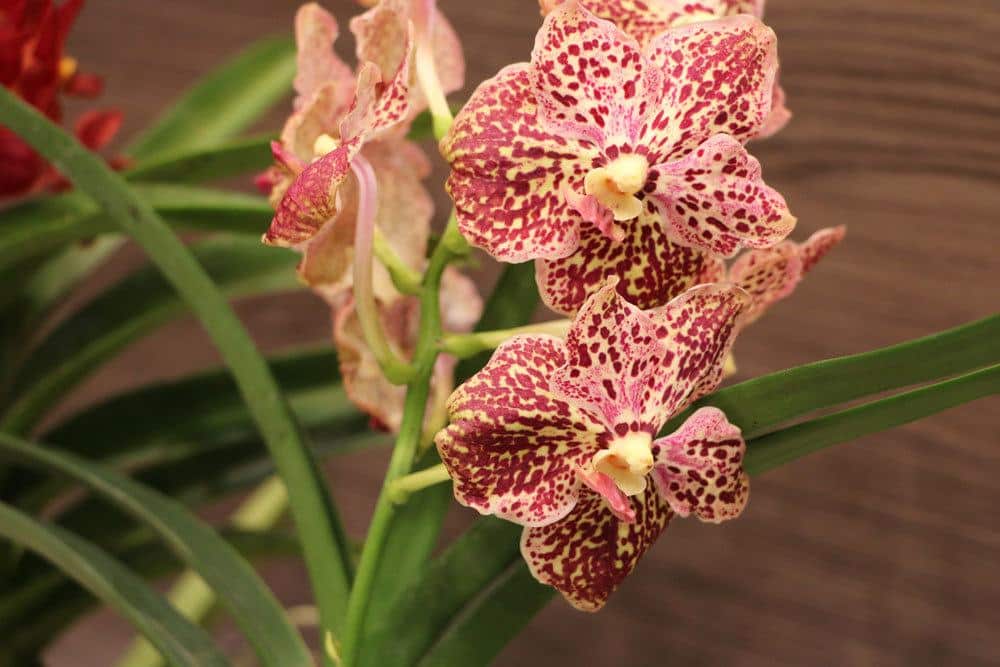 Orchideen brauchen Nährstoffe in Form von Dünger