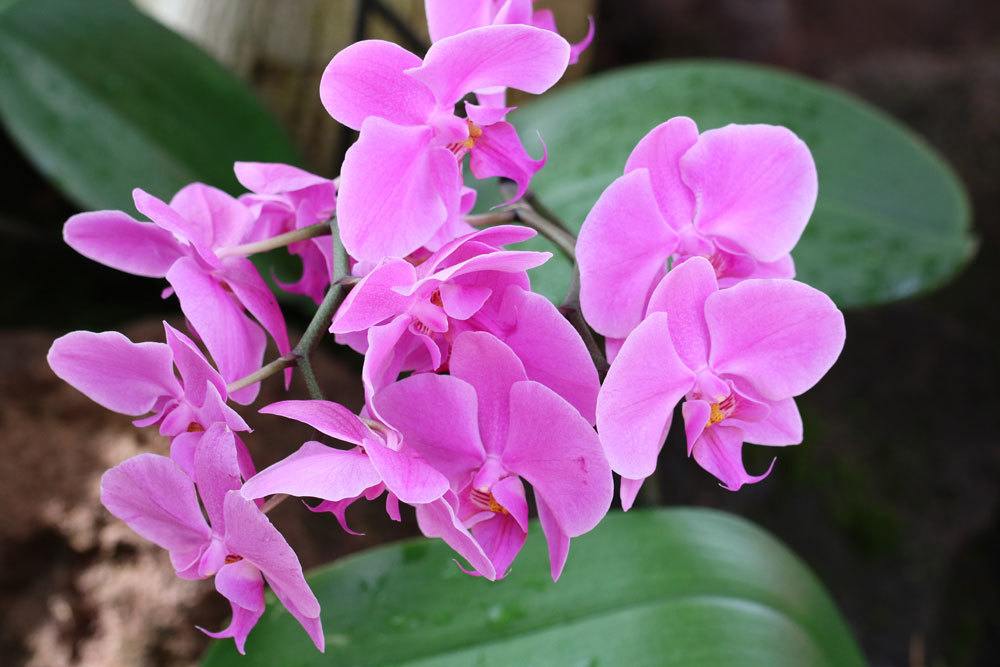 Orchideen zur richtigen Zeit gießen oder tauchen