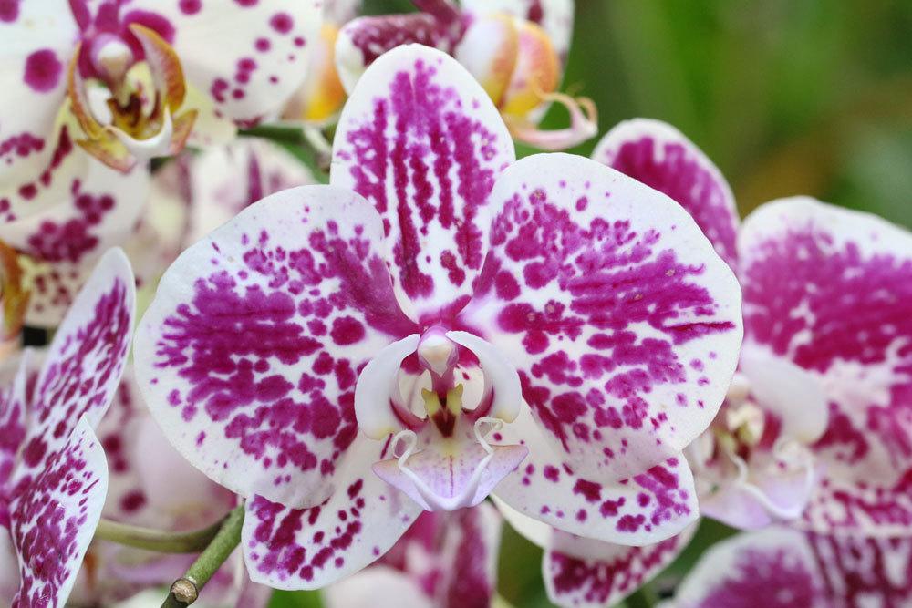 Orchideen durch eine Dusche wässern