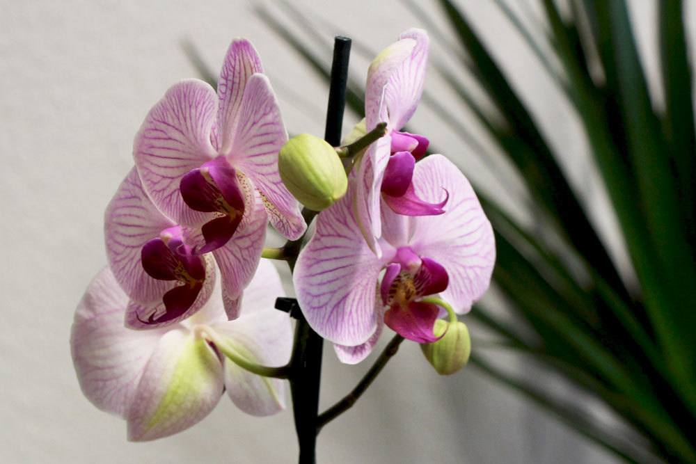 Orchideen richtig mit Wasser versorgen