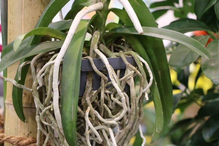 Orchideen gießen oder tauchen? Was Orchideen wirklich lieben