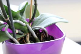 Orchideen gießen oder tauchen? Was Orchideen wirklich lieben