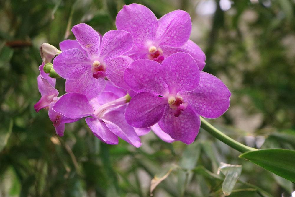 Orchideen brauchen die richtigen Lichtverhältnisse