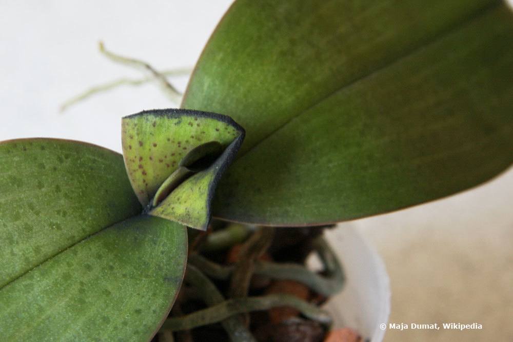 Orchidee mit Pilzinfektion am Blatt