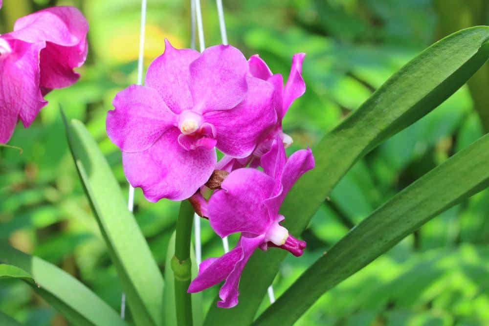 Orchideen selbst vermehren durch Kindel