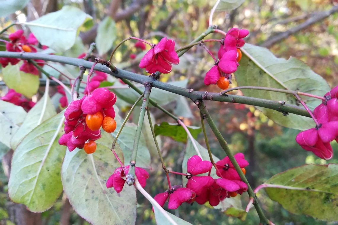 Pfaffenhütchen (Euonymus europaeus)