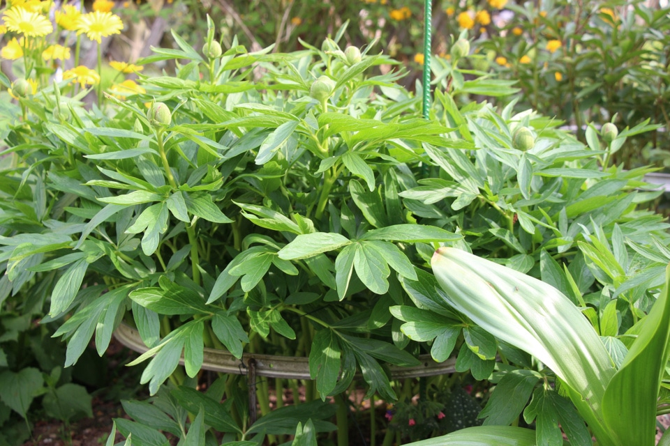 Pfingstrosen düngen 5 natürliche Hausmittel biologische Dünger