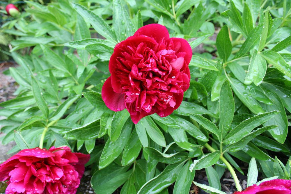 Pfingstrose mit voller roter Blüte