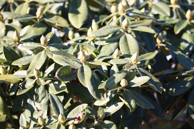 Rhododendron im Winter