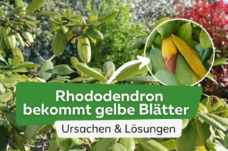 Rhododendron bekommt gelbe Bltter - schnelle Hilfe