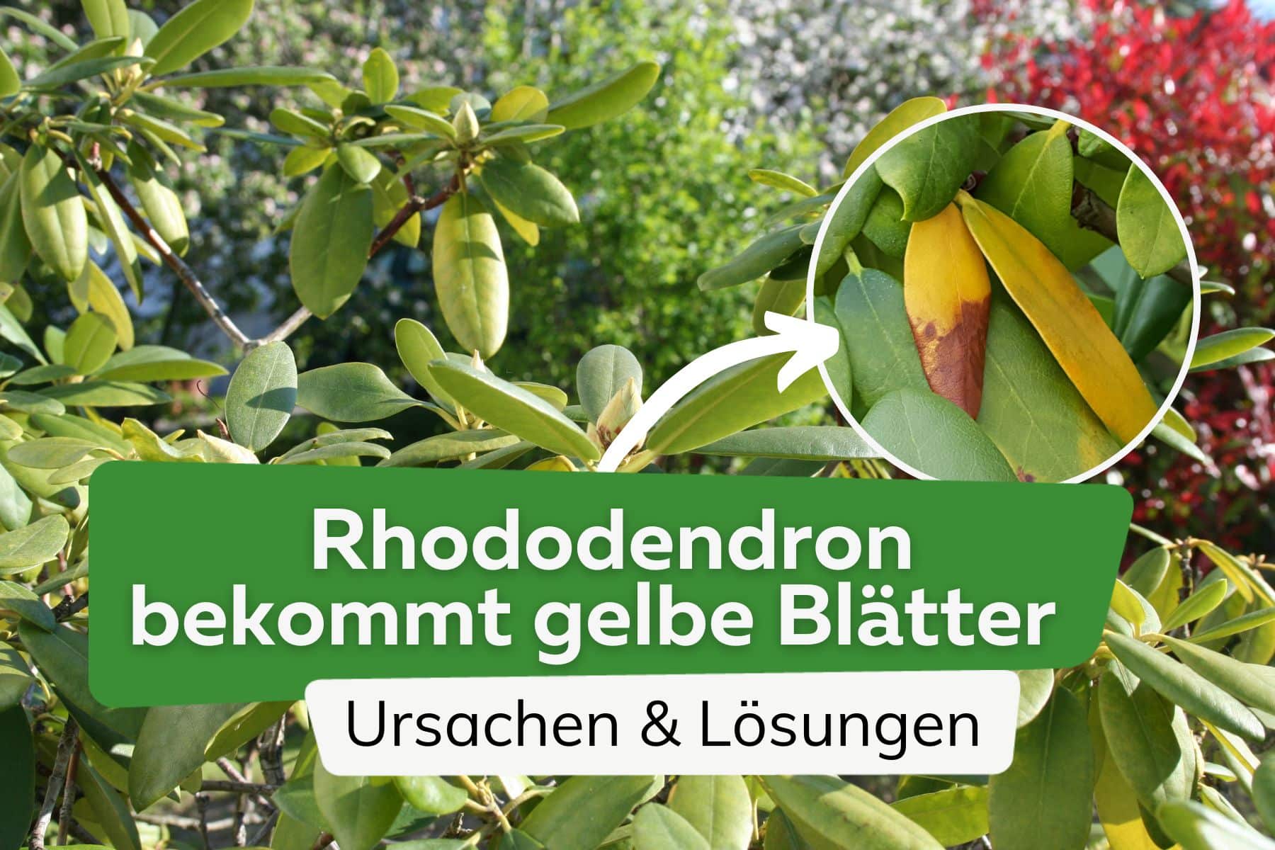 Rhododendron bekommt gelbe Blätter - schnelle Hilfe