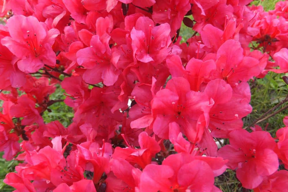 Rhododendron mit pinken Blüten