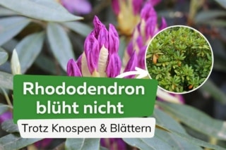 Rhododendron blht nicht trotz Knospen und Blttern