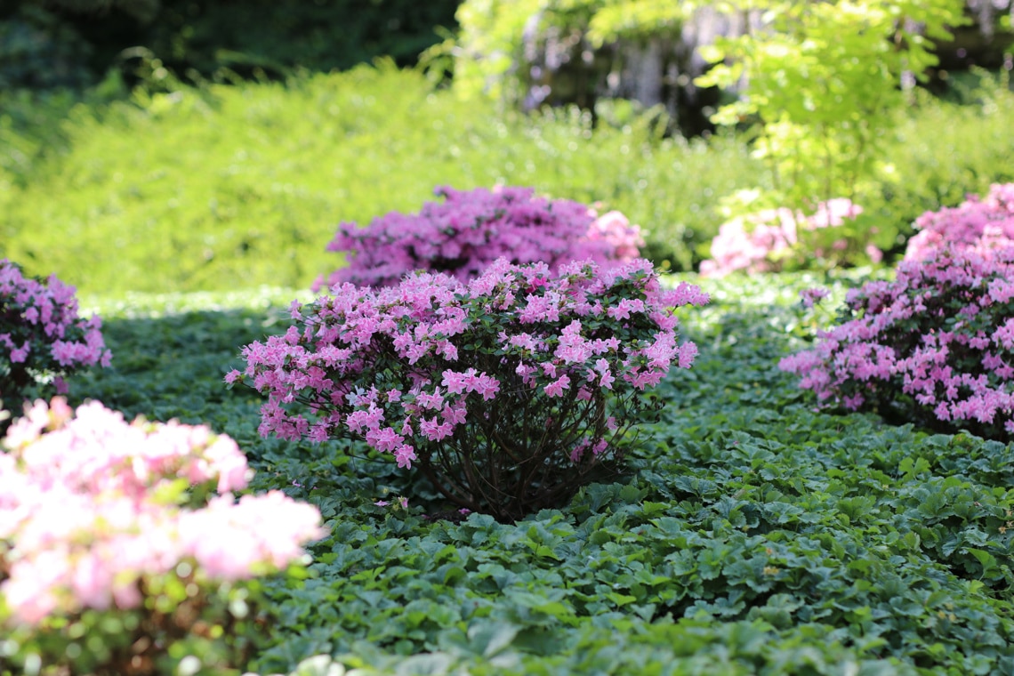 rosa blühender Rhododendron im Blumebeet