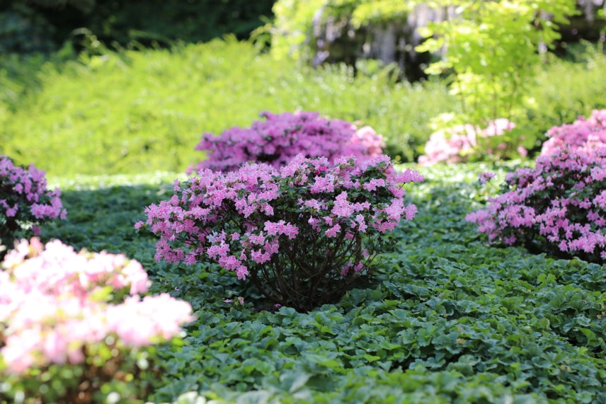 Rhododendron umpflanzen Wann und wie? So gelingt das Umsetzen