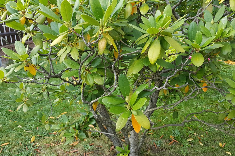 Rhododendron mit gelblich verfärbten Blättern