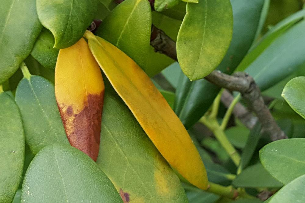 Rhododendron bekommt gelbe Blätter