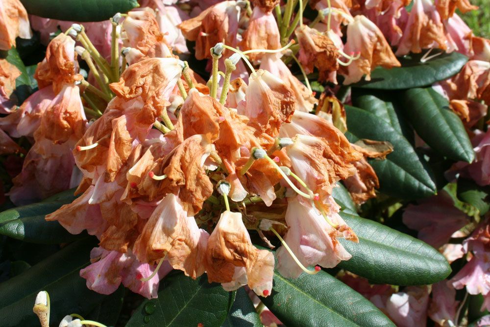 Rhododendron mit vertrockneten Blüten