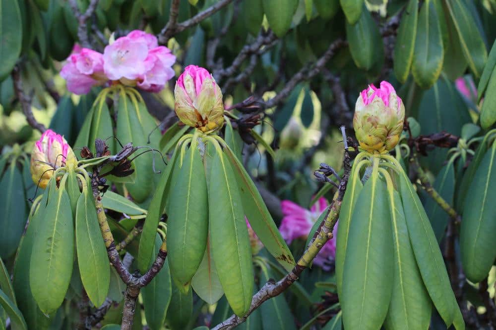 Rhododendron mit herunterhängenden Blättern