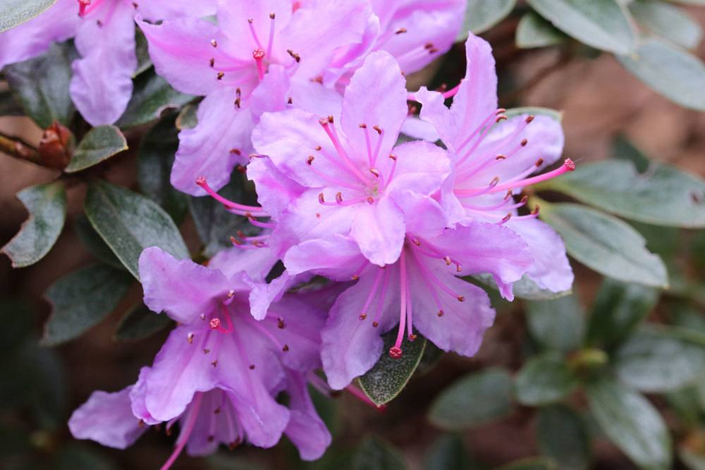 Rhododendron im Garten