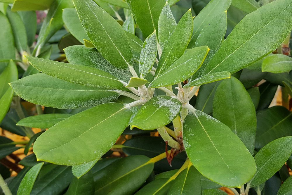 Mehltau am Rhododendron