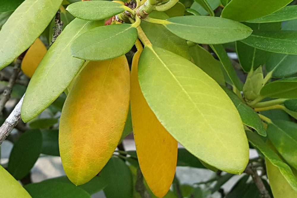 gelbe Blattfärbung am Rhododendron